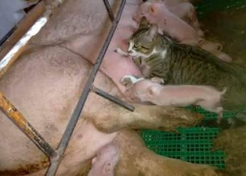 “Se fazendo de leitão, pra mamar deitado”