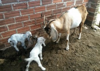 Cabrita dá a luz a trigêmeos no interior de Marcelino Ramos