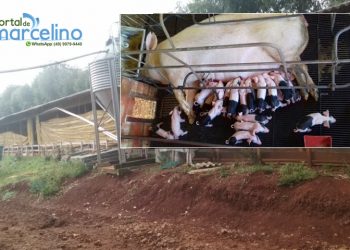Porca dá à luz a 24 leitões de uma única vez em Marcelino Ramos