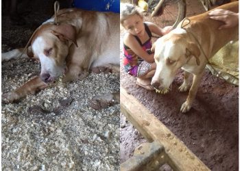 Cão é atacado por Ouriço em Marcelino Ramos