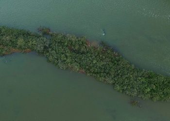 Conheça a ilha em Marcelino Ramos que se transformou num Santuário Ecológico de Garças