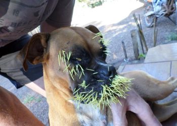 O dia da caça! Cão sai para caçar e encontra no caminho um porco espinho