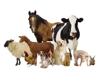 Empresa oferece curso de auxiliar de VETERINÁRIO e ZOOTECNIA em Marcelino Ramos