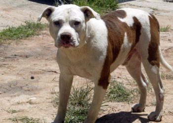 Vereador pede criação de lei para controle de animais soltos nas ruas de Marcelino Ramos