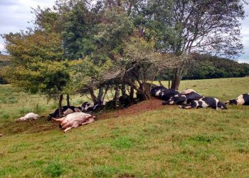 Raio mata 17 vacas no interior de Barracão (RS)