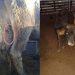 Cães estão atacando animais em Linha Nossa Senhora de Lourdes