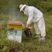Mais de 100 caixas de abelhas são furtadas em Piratuba, Alto Bela Vista e Ipira