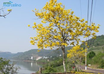 Florada do Ipê encanta turistas e moradores locais em Marcelino Ramos