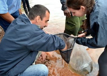 Peixes são soltos nos lagos das Usinas em Marcelino Ramos e Machadinho