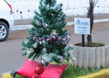 Comerciantes enfeitam pinheirinhos de Natal doados pela ASCOBOL