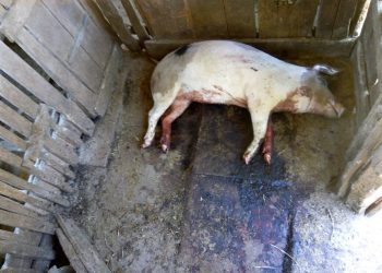 Ladrões voltam agir no interior de Marcelino Ramos, mas desta vez não conseguem êxito no furto