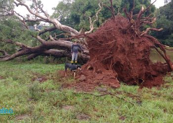 Ventos derrubam e arrancam árvores de grande porte em Marcelino Ramos