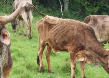 PATRAM de Erechim localiza animais em péssimas condições no interior de Gaurama