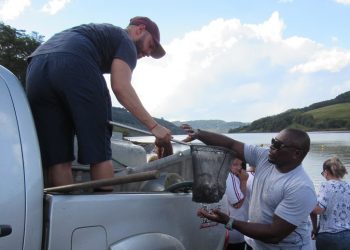 Quase 1.000 peixes são soltos no lago da Usina de Itá nas Termas de Marcelino Ramos