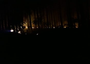 Incêndio atinge plantação de pinus em Marcelino Ramos