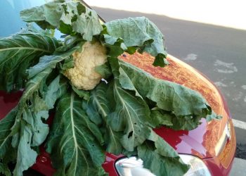 Couve-flor gigante é colhida em Marcelino Ramos