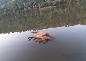 Cão é encontrado boiando no lago em Marcelino Ramos com corda no pescoço