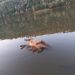 Cão é encontrado boiando no lago em Marcelino Ramos com corda no pescoço