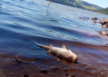 Mortandade de peixes é registrada no Lago do Rio Uruguai em Marcelino Ramos