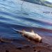 Mortandade de peixes é registrada no Lago do Rio Uruguai em Marcelino Ramos