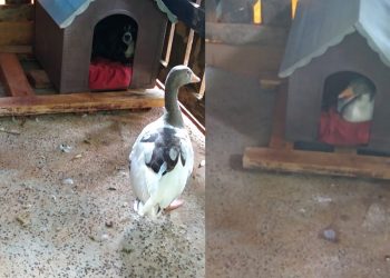Ganso e cão criam amizade e dividem o mesmo “teto” em Marcelino Ramos