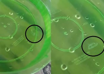 Espécie semelhante a água viva é encontrada no lago da Usina de Itá