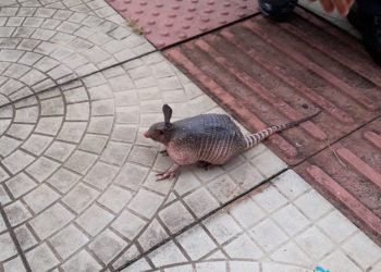 Filhote de Tatu encontrado em via pública nas Termas de Marcelino