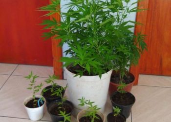 Plantação de maconha em estufa é localizada em residência no interior de Machadinho