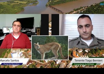 Patrulha Ambiental diz que onça-parda habita matas em Marcelino Ramos e região