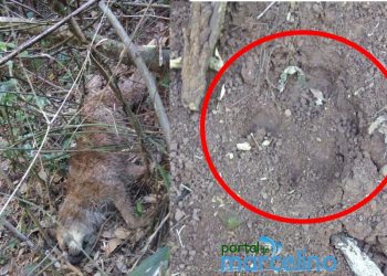 Cão encontrado morto no interior de Marcelino Ramos pode ter sido atacado por onça