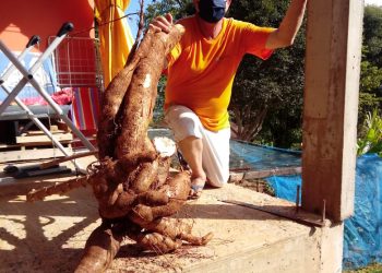 Marcelinense colhe mandioca de quase 30 quilos