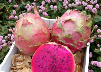 Fruta do Dragão está sendo produzida em Alto Bela Vista