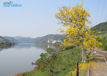 RGE diz que vai replantar IPÊS em Marcelino Ramos