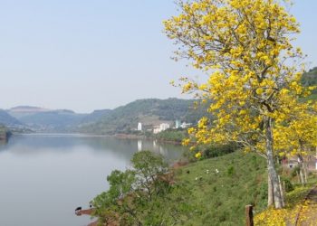 Caso dos Ipês: Saiba porque eles ainda não foram replantados