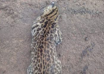 Filhote de onça encontrado morto na RS-331