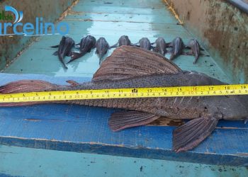 Cascudo de 1,4kg é pescado em Marcelino Ramos