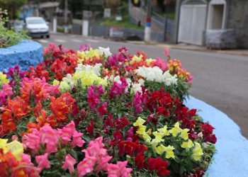 Canteiros e espaços públicos de Marcelino Ramos estão ganhando um colorido especial