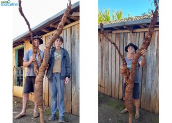 Agricultor marcelinense colhe mandioca gigante