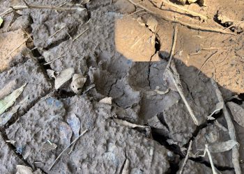 Pegadas de animal de grande porte nas na linha Estreito em Marcelino Ramos