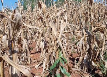 Prejuízo com a estiagem em Marcelino Ramos pode chegar a R$ 37 milhões, estima Defesa Civil