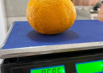 Safra de gigantes: Bergamota com mais de meio quilo é colhida em Concórdia