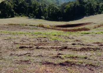 Javalis em Marcelino Ramos