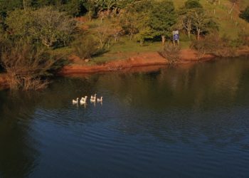 Gansos no lago nas Termas de Marcelino Ramos