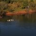 Gansos no lago nas Termas de Marcelino Ramos