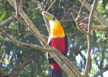 Marcelino Ramos revela sua riqueza natural: Turismo de avistamento de aves